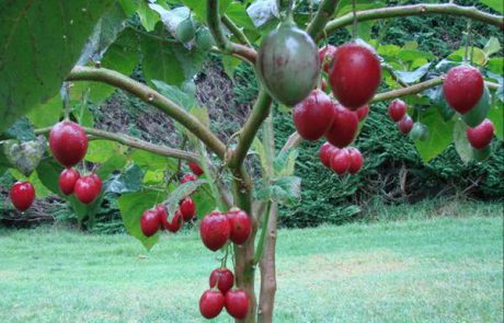 מהרי האנדים דרך ניו זילנד ועד לישראל – תכירו את עץ העגבנייה