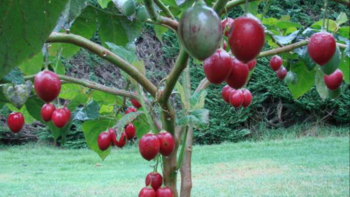 מהרי האנדים דרך ניו זילנד ועד לישראל – תכירו את עץ העגבנייה