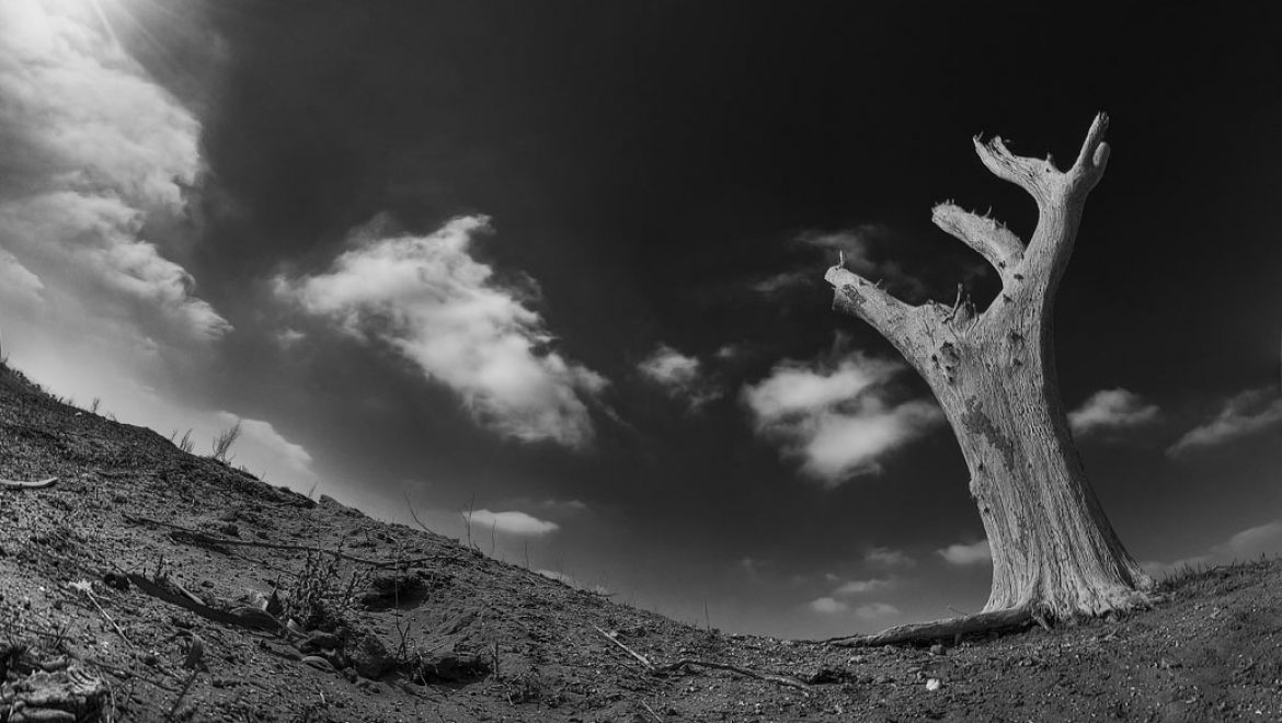 תחרות הצילום "הסביבה בעין העדשה" – פסטיבל אקולנוע במדבר