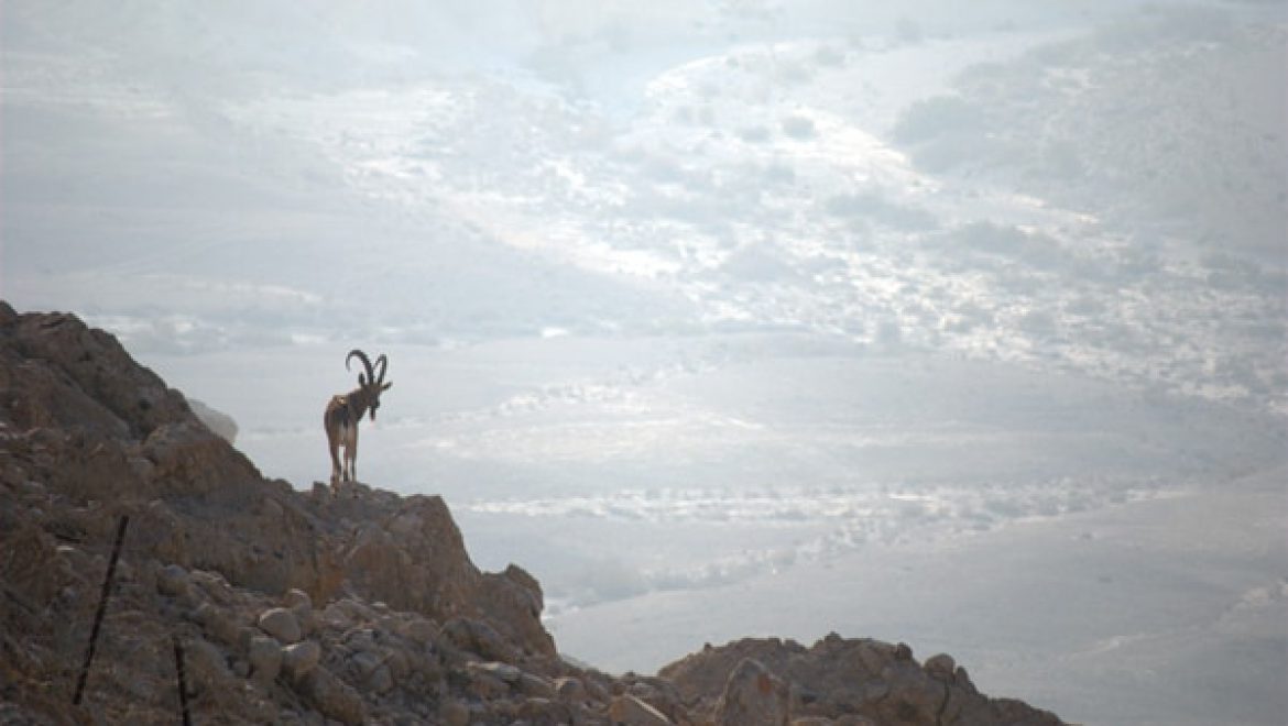 יעל בשדה בוקר על רקע הזריחה צילום-ענת רסקין