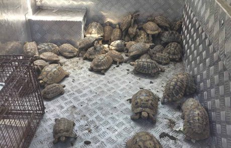 57 צבים נמצאו בבית פרטי