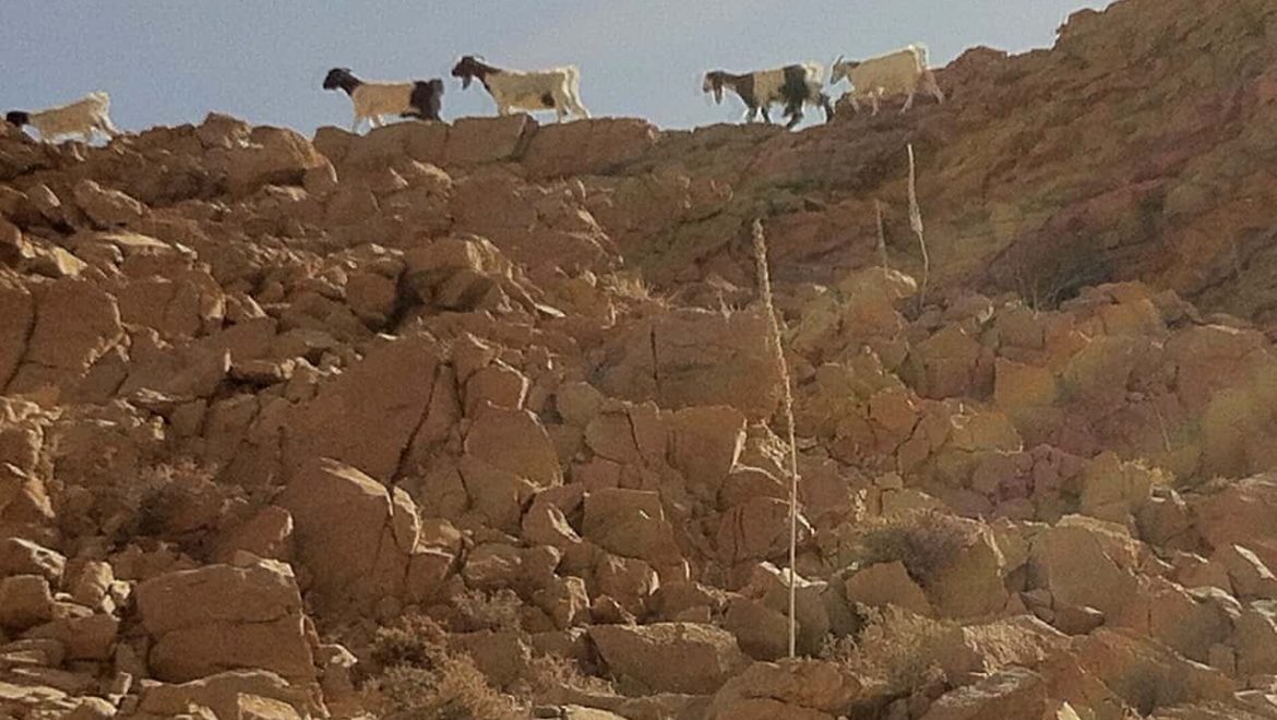 עדר עיזים מעל מצוק רחף צילום-ספי הנגבי